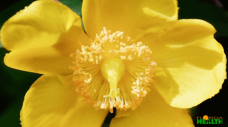Agrimony Flower