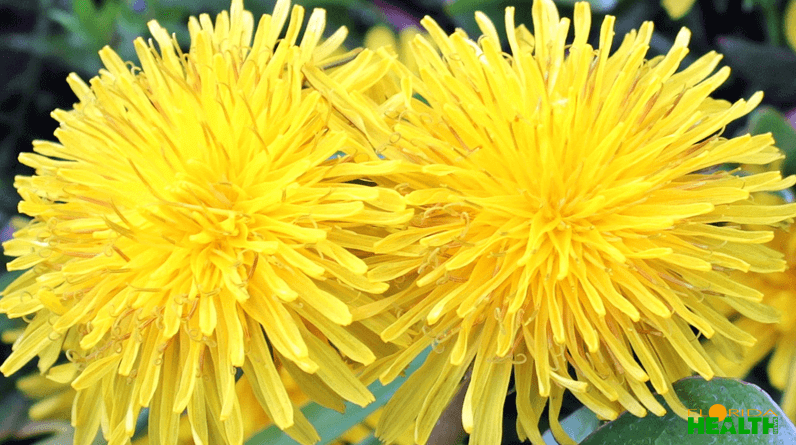 Dandelion Flower