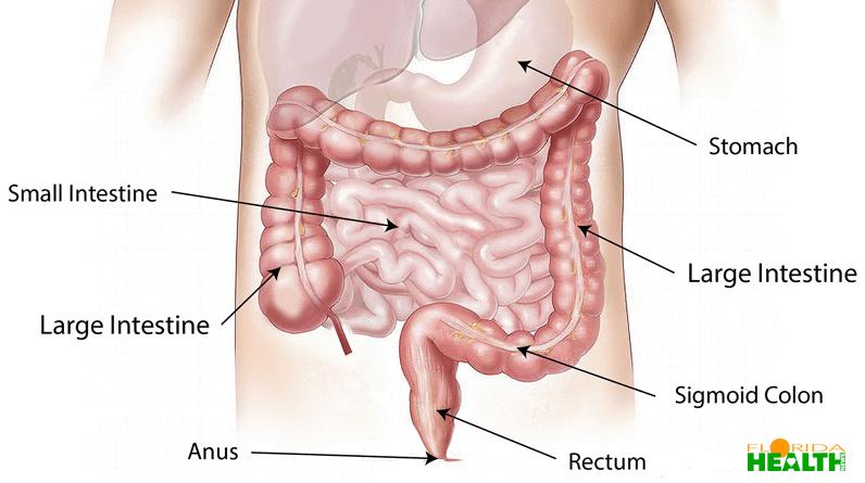 Digestive Tract