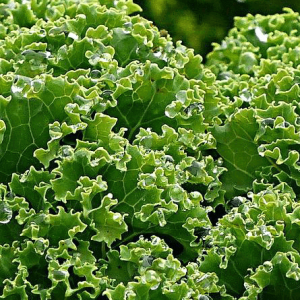 Kale Plant Leaves for Juicing