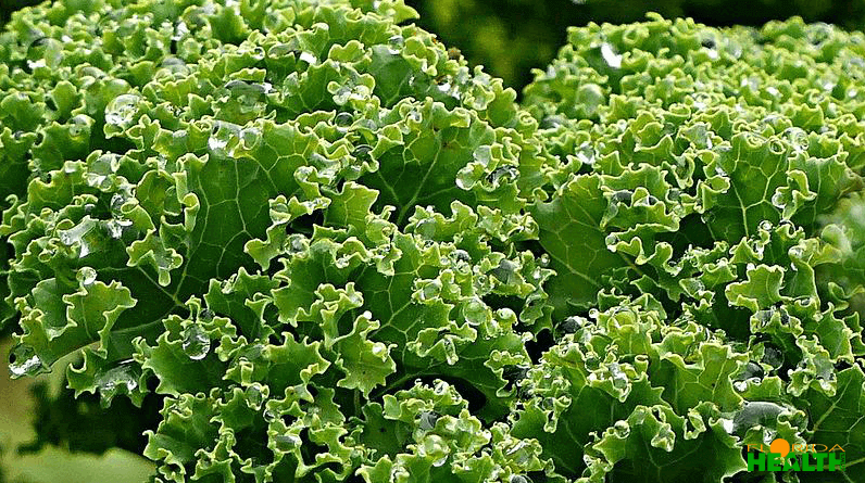 Kale Plant Leaves for Juicing