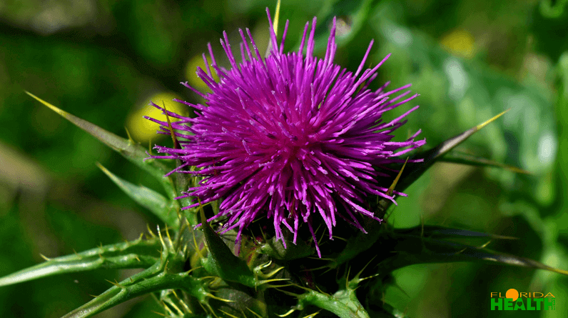 Milk Thistle Flower